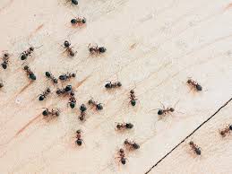 Selain guna petua halau semut yang biasa, apa salahnya guna doa. 10 Petua Mesra Alam Yang Berkesan Bagi Menghalau Serangga Dan Haiwan Perosak Di Rumah