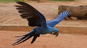 Hyacinth Macaw Wikipedia