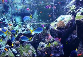 aquarium screensaver review