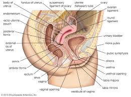 This diagram depicts internal female anatomy pictures. Cervix Definition Function Location Diagram Facts Britannica