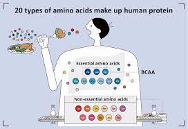 what are amino acids amino acids