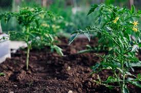 Best Soil For Tomatoes In Containers