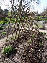 Plant Climbing Frame Trellis Plants