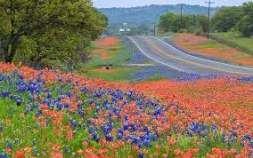 texas hill country wildflowers texas