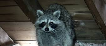 This is another one of the common signs a raccoon is in the attic and on the. Animal Noises Sounds In The Attic