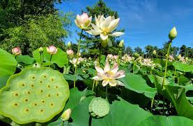 lilies at kenilworth aquatic gardens
