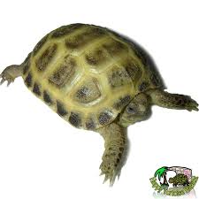 baby horsfield tortoises for uk
