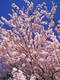 Additionally, the tree produces fruit that is small and inedible. White Or Pink Tree Flowers That Bloom In Spring Fruit Trees Pink Trees Flowering Crabapple Tree