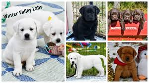 The popularity of this sporting dog. English Lab Puppies Winter Valley Labs English Lab Puppies