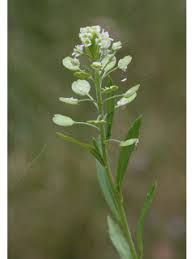 Lepidium densiflorum (Common pepperweed) | Native Plants of ...