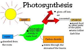 Photosynthesis Revision Notes In Gcse