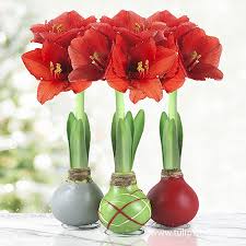 waxed amaryllis holiday collection