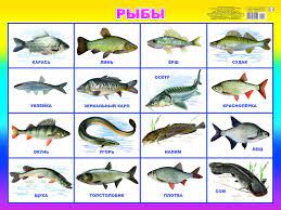 Название рыб по алфавиту | Чурики
