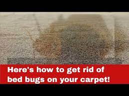 how to get rid of bed bugs on your