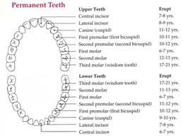 Tooth Eruption Paramus Nj Kreiner Dental