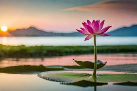 flower in the water sunrise