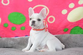Top quality family french bulldog puppies from the best reputable breeders. Pawbe Com On Twitter French Bulldog Puppies In Maryland Are In Need Of A Foreverhome Doglovers Dogs Puppylover Bulldog Visit Https T Co Doqb4glmip Https T Co Esgjoxpht1