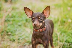 russian toy terrier a small dog breed