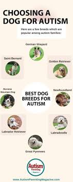 dog for autism the best dog breeds