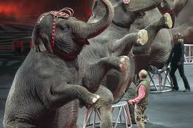 Ringling Bros Circus To End Use Of Elephants Wsj