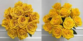 yellow rose varieties rio roses