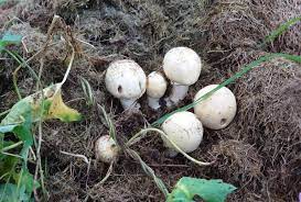 mushrooms growing in your compost here