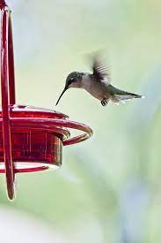 mosaic s small glass hummingbird feeder