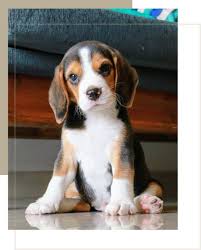 beagle fifth ave pets