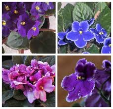 While they're not quite as simple to care for as the easiest flowering in addition to the wide range of varieties available, the african violet offers another perk: African Violets Tips For This Popular Indoor Flowering Plant