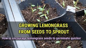 grow lemongr from seed to sprout