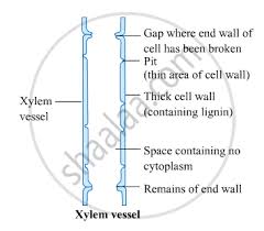 xylem vessel and ii a sieve