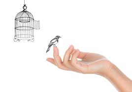 open bird cage freedom concept