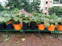 With Grow Organ Food Organic Terrace