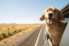 road trips to take with your dog
