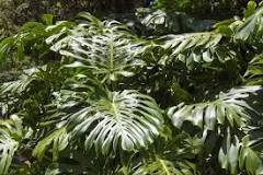 Image Result For Rare Red Stem Florida Beauty Philodendron
