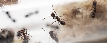 useless myths get rid of ants