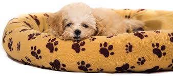 toy poodle puppies in pa toy