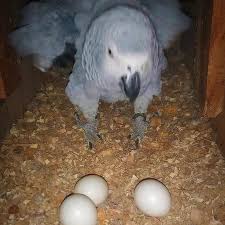 talking african grey parrot eggs for