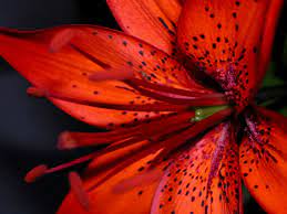 meaning of a tiger lily