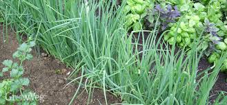 Growing Salad Onions From Sowing To Harvest