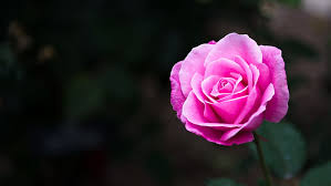 hd wallpaper pink rose flowers