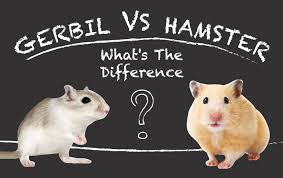 Gerbils Vs Hamsters Whats The Difference