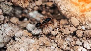 how to find an ant nest