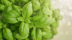 what causes basil leaves to turn yellow