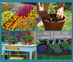 summer bedding plants questions and