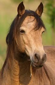 Buckskin is a hair coat color of horses, referring to a color that resembles certain shades of tanned deerskin. Mustang Horse Animal Facts Encyclopedia