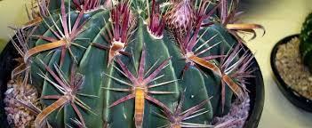 With age, golden barrel cactus produces offsets to form clumps that can reach 6ft. Ferocactus Species Devil S Tongue Barrel Crow S Claw Cactus Fish Hook Cactus Ferocactus Latispinus