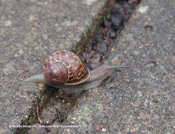 brown garden snail college of