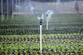Sprinkler irrigation works at much higher pressures as it distributes a significantly greater volume of water. Drip Vs Overhead Irrigation Senninger Irrigation