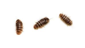 carpet beetle larvae what do they look